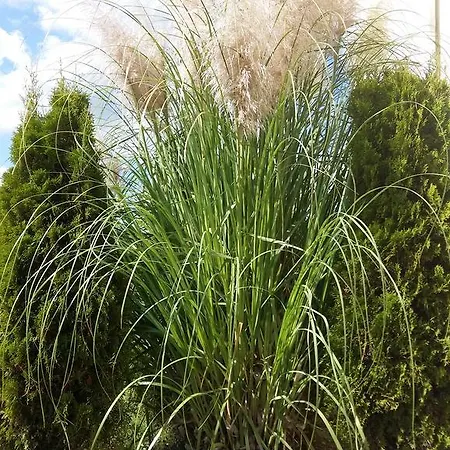 Apart Otel Sorrento Sole Mare 3*