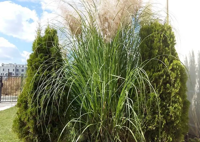 아파트호텔 Sorrento Sole Mare 3*